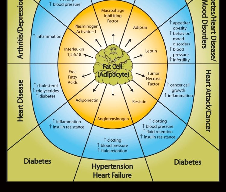 Angry Fat Cells: The Hormones They Produce and How to Neutralize Them
